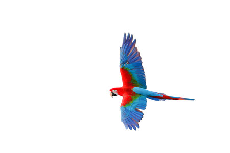 Colorful Green wing macaw flying isolated on white background.