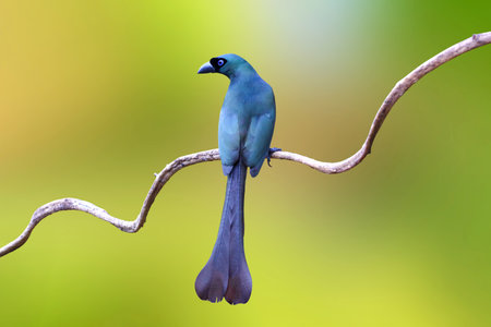 Beautiful Racket-tailed treepie bird perched on a branch in tropical forest.の写真素材