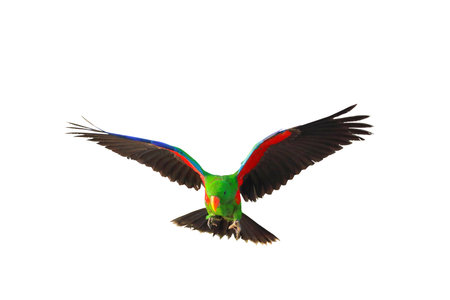 Colorful Eclectus parrot flying isolated on white background.