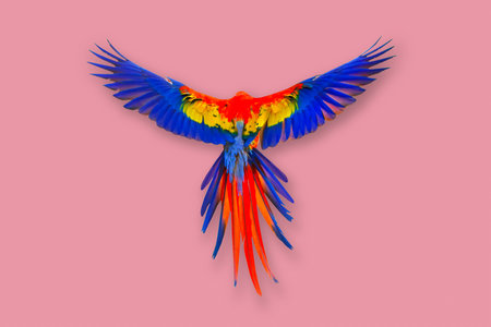 Colorful feathers on the back of macaw parrot against a pink background.の写真素材