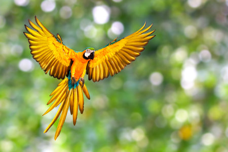 Beautiful Blue and gold macaw parrot flying on green nature background.の写真素材