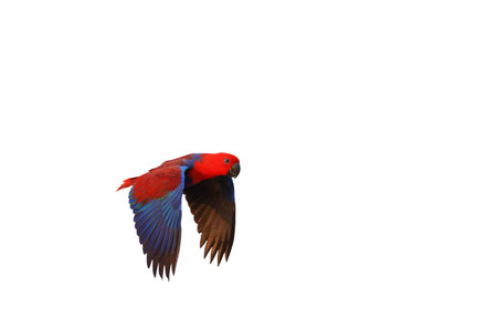 Colorful of Eclectus parrot flying isolated on white background.の写真素材
