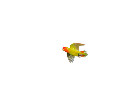 Cute of Lovebird flying isolated on white background.