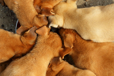 Loveliness of a puppy is snatching for milk.