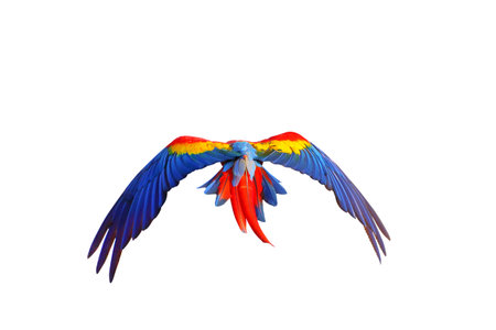 Colorful feathers on the back of macaw parrot isolated on white background.