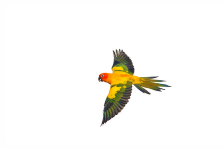 Sun conure parrot flying isolated on white background..の写真素材