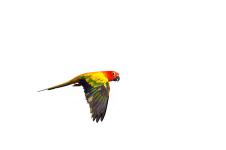 Sun conure parrot flying isolated on white background.の写真素材