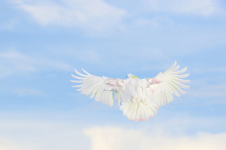 Beautiful of Cockatoo parrot flying in the bright sky. Free flying birdの写真素材