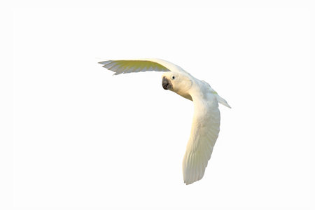 Beautiful of Cockatoo parrot flying isolated on white background.