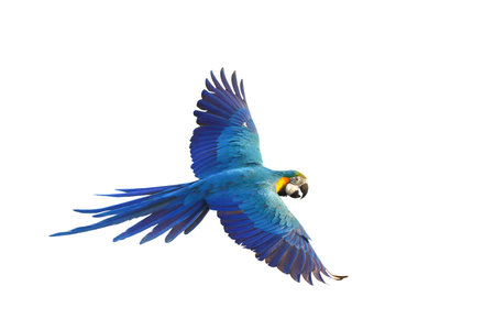 Colorful flying parrot isolated on white background.の写真素材