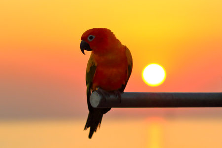 Beautiful of Sun conure or sun parakeet perched on a branch at sunset.