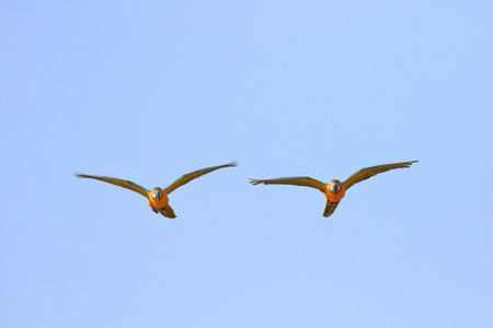 Beautiful parrots flying in the sky. Free flying bird