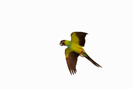 Beautiful of Nandy parakeet flying isolated on white background.の写真素材