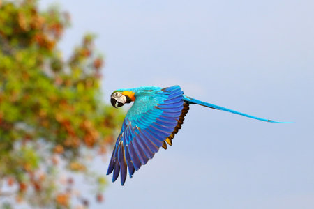 Beautiful of Parrot flying in the forest. Free flying bird