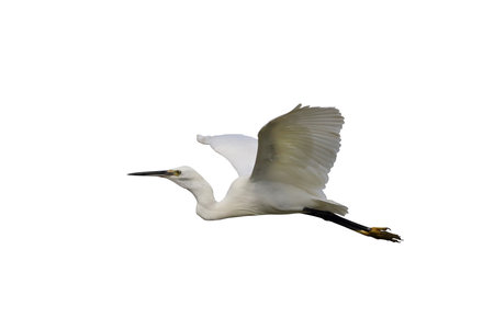 Beautiful of Egret flying isolated on white background.の写真素材