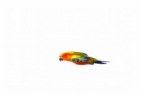 Beautiful of Sun conure parrot flying isolated on white background.の写真素材