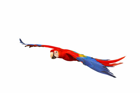 Scarlet macaw parrot flying isolated on white background.の写真素材