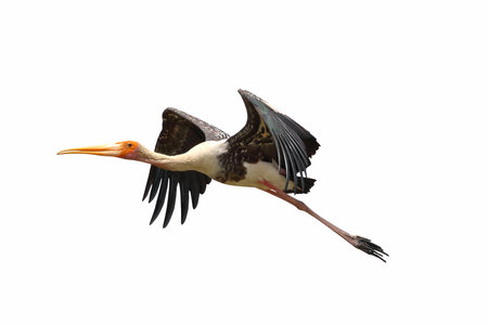 Painted Stork flying isolated on white background.の写真素材