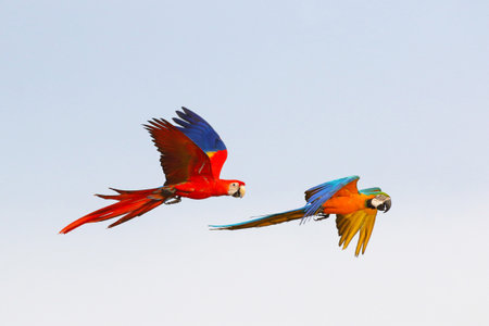Colorful of Parrots flying in the sky. Free flying birdの写真素材