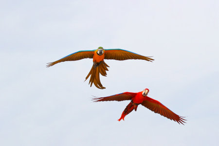 Colorful of Parrots flying in the sky. Free flying birdの写真素材