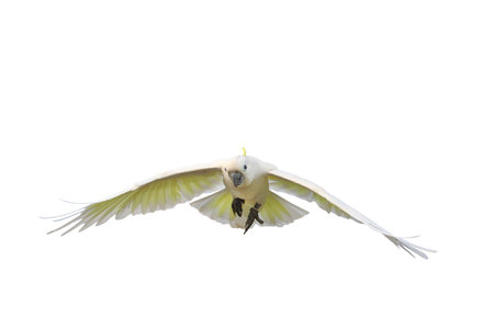 Beautiful of White cockatoo parrot flying isolated on white background.の写真素材
