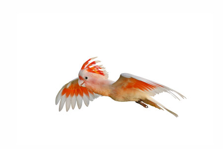 Beautiful of Major Mitchell's Cockatoo flying isolated on white background.