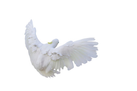 Beautiful of White cockatoo parrot flying isolated on white background.の写真素材
