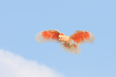 Beautiful of Major Mitchell's Cockatoo flying in the blue sky.の写真素材
