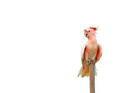 Beautiful of Major Mitchell's Cockatoo perched on a pole isolated on white background.の写真素材