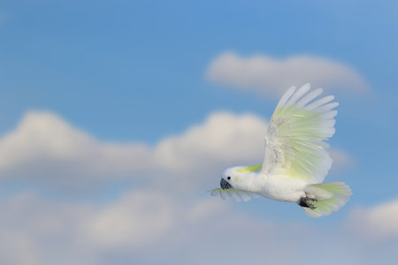 Beautiful of White cockatoo parrot flying in the bright sky. Free flying birdの写真素材