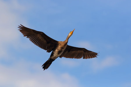 Beautiful of Little cormorant flying in the sky.