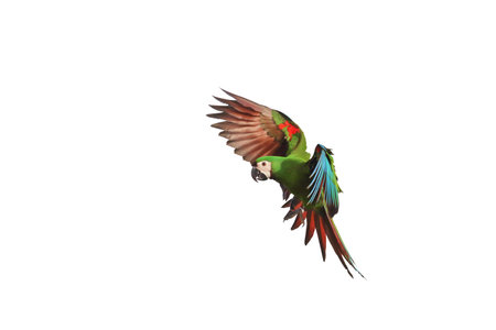 Beautiful of Chestnut-fronted macaw flying isolated on white background.