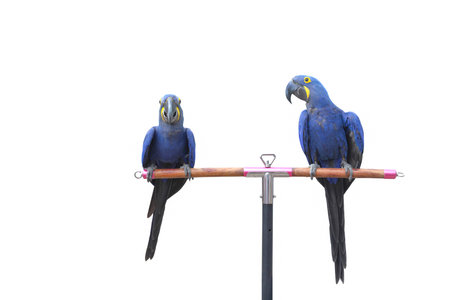 King of parrot Hyacinth macaw isolated on a white background.