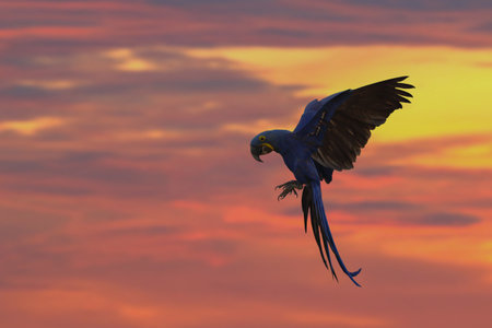 Hyacinth macaw flying in beautiful sky at sunset.の写真素材
