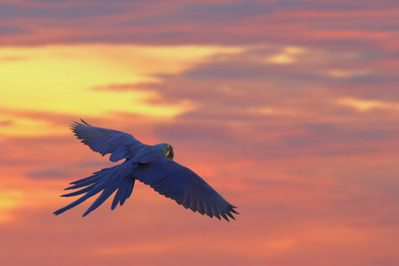 Hyacinth macaw flying in beautiful sky at sunset.