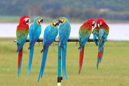 Colorful of Macaw parrots perched on a branch. Free flying birdの写真素材