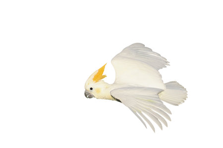 Beautiful of Citron-crested cockatoo flying isolated on white background.の写真素材