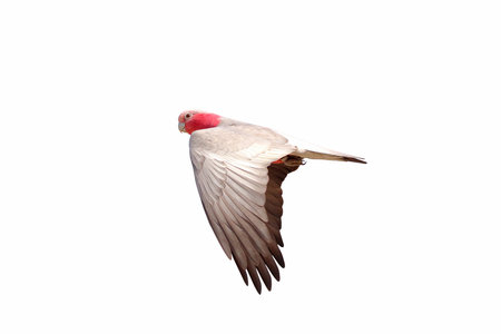 Beautiful of Galah cockatoo flying isolated on white background.の写真素材