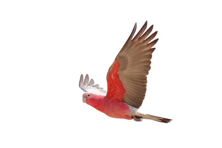 Beautiful of Galah cockatoo flying isolated on white background.の写真素材
