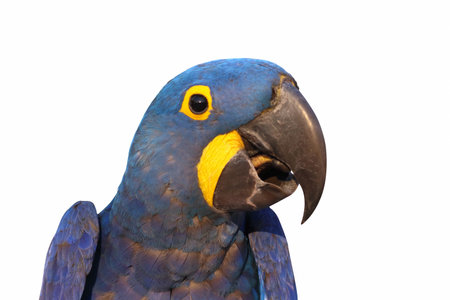 Close-up of a beautiful macaw parrot isolated on white background. Hyacinth macaw