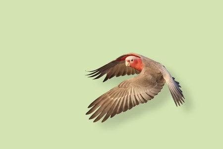 Beautiful of Galah cockatoo flying against a green background.の写真素材