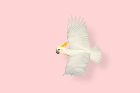 Beautiful of Citron-crested cockatoo flying against a pink background.の写真素材
