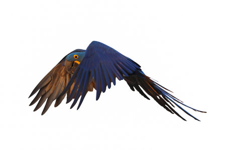 Beautiful Hyacinthine Macaw parrot flying isolated on white background.の素材