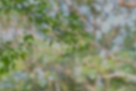 Blurred background image of trees in the forest.の写真素材