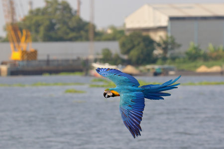 Colorful Macaw parrot flying on the river. Free flying birdの写真素材