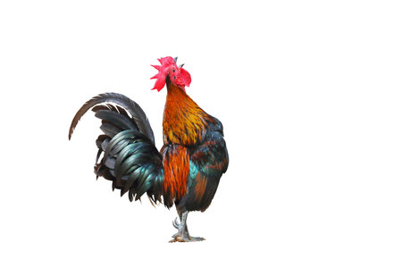 Rooster bantam crows isolate on white background.の写真素材