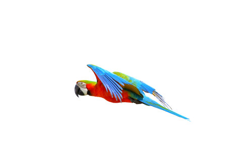 Colorful flying Harlequin Macaw parrot isolated on white background.