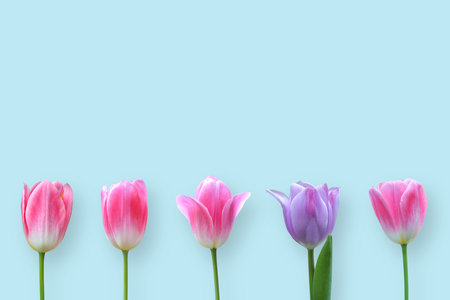 Beautiful tulips isolated on blue background with shadow.の写真素材