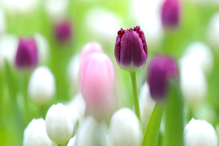 Colorful tulips blooming in the garden.の写真素材