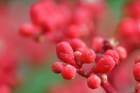 Beautiful Manila Leea red flower. Nature backgroundの写真素材